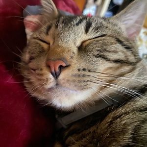 Meet your Posher, Dai